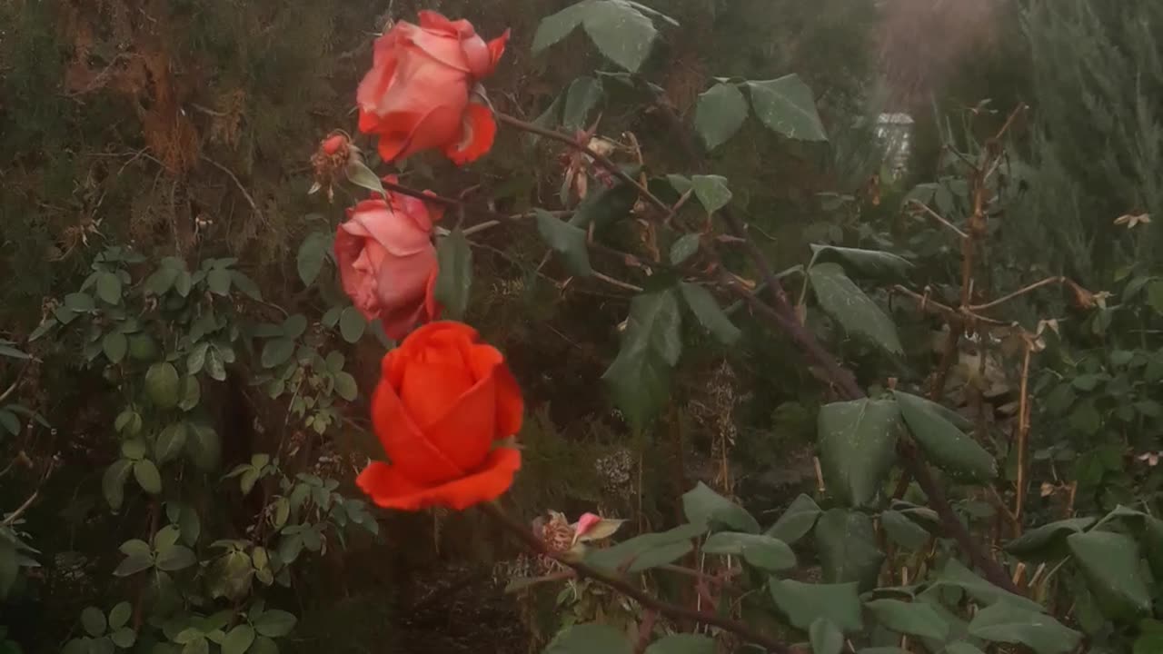 Slender roses in the garden