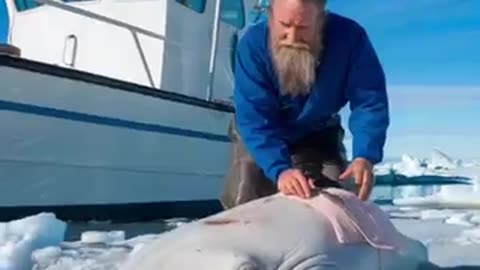 touching story of old fisherman saving whale