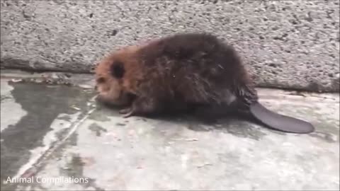 Cute Baby Beavers Eating Timber!