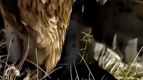 EAGLE HUNTS WOLF AND CARRIES IT TO ITS NEST😱😱😱😱