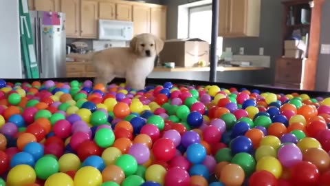 golden-retriever-puppy-gets-first-bath