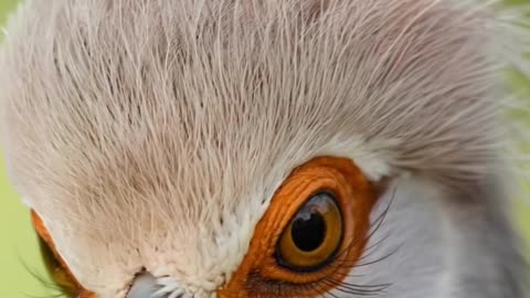 Beautiful secretary bird