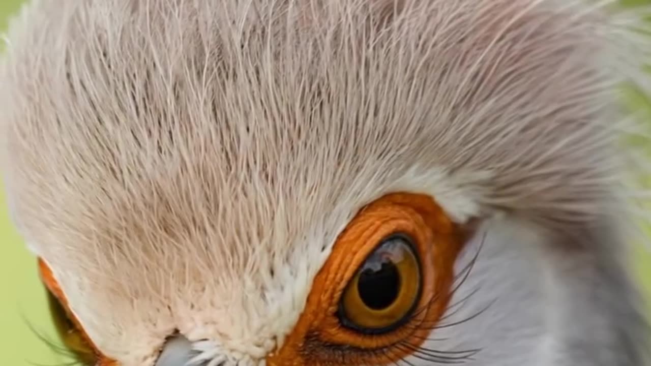 Beautiful secretary bird