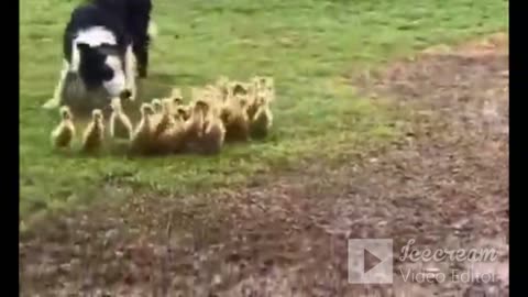Animals Being - 24-1224