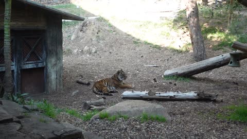 Tiger at the San Diego Safari Park