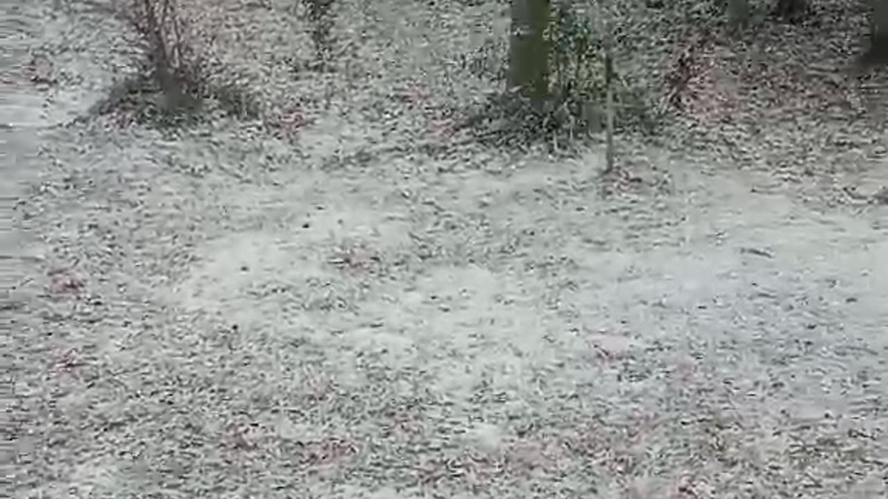 Snow days