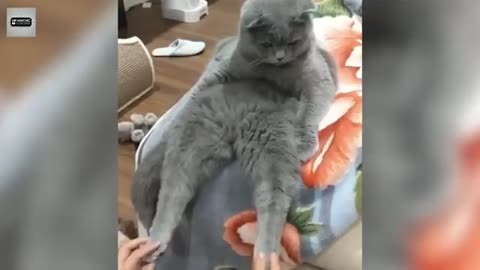 Best funny animal video of the year !!! Donttttt misss it
