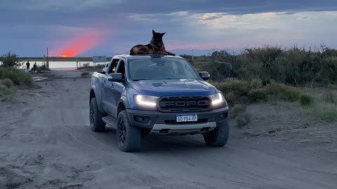 German Shepherd Rides Atop Pickup Truck