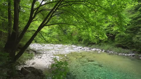 Tranquil Nature Sounds: Ultimate Mind Relaxation & Stress Relief