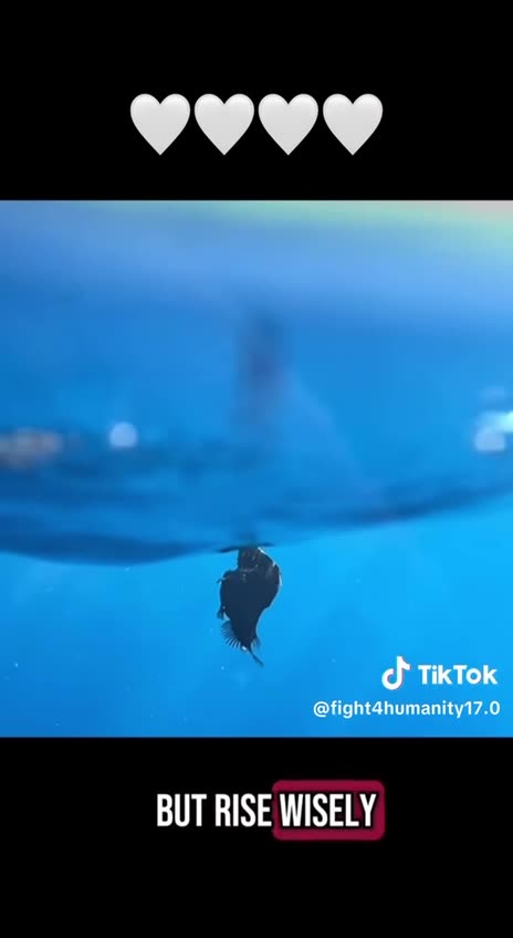 Carry Your Own Light