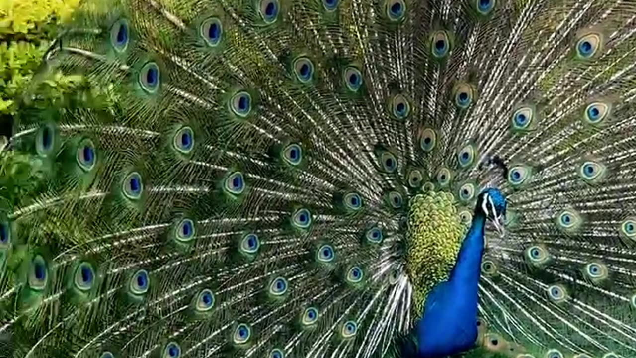 Peacock 🦚