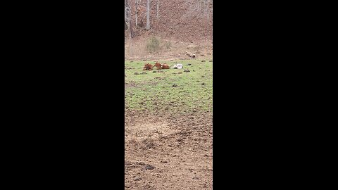 Shorthorn Plus calves 2025.