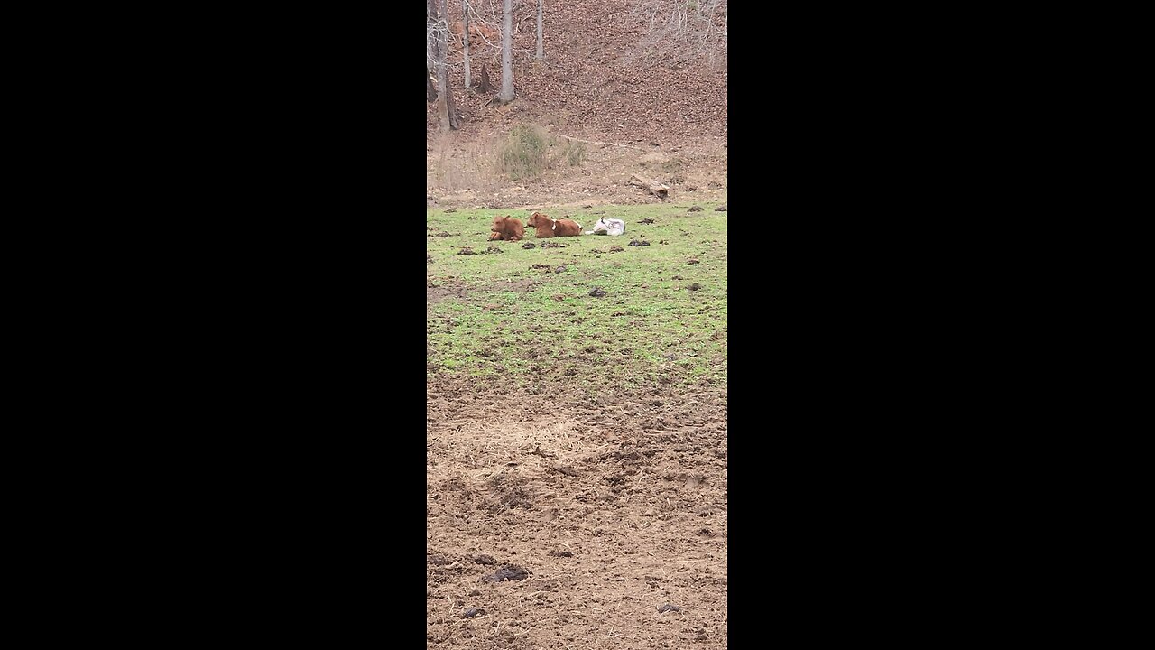 Shorthorn Plus calves 2025.