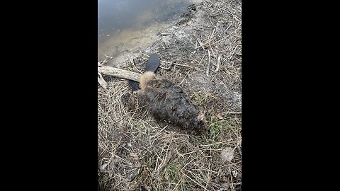 Beaver Trapping