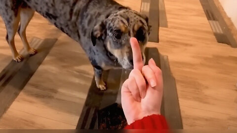 Dog’s Reaction In The Face Of The Middle Finger