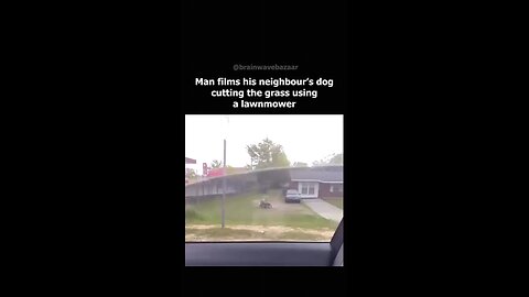 dog cutting the grass