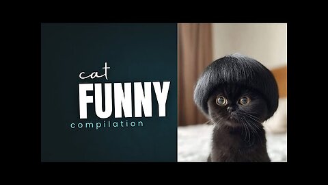 Funny cat videos compliation