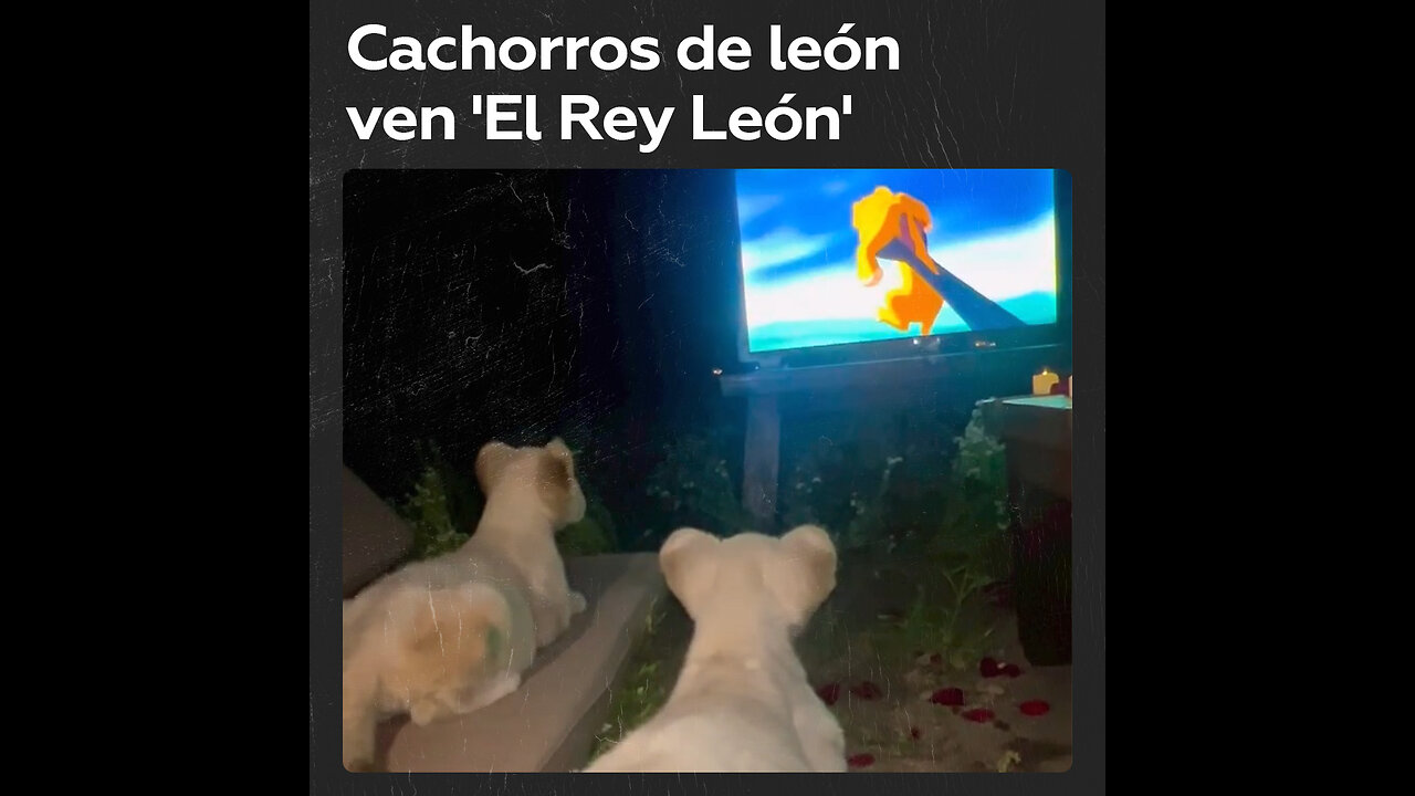 😍🦁Cachorros de león rescatados disfrutan de 'El Rey León'