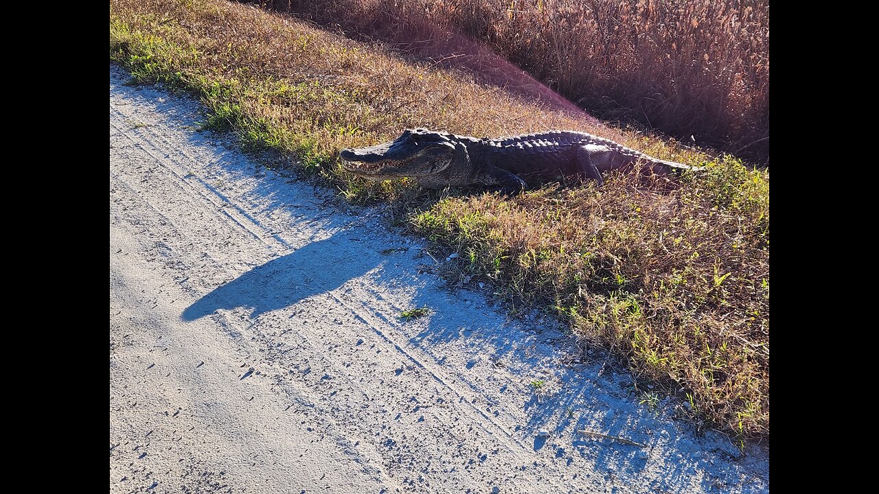 Gator Don't Play No Shhhhh