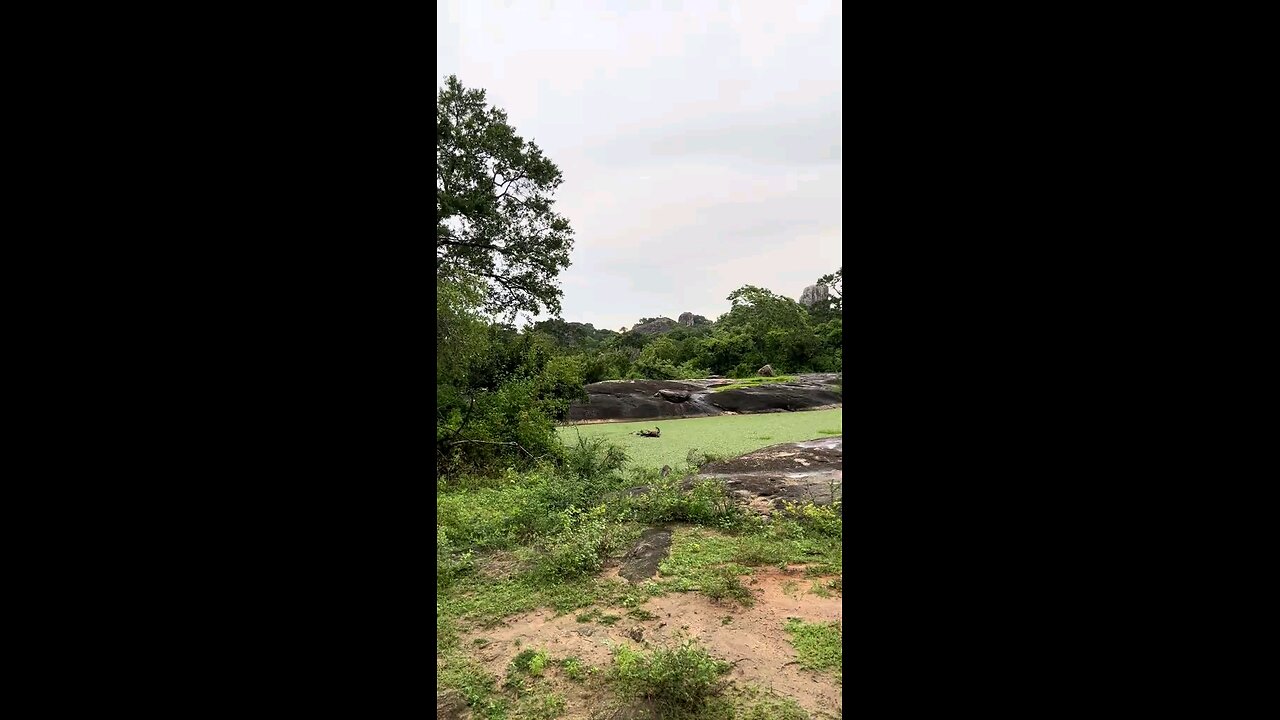 Buffalo Bathing in Sri Lanka's River: A Peaceful Moment in Nature 🐃🌊