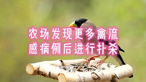 农场发现更多禽流感病例后进行扑杀