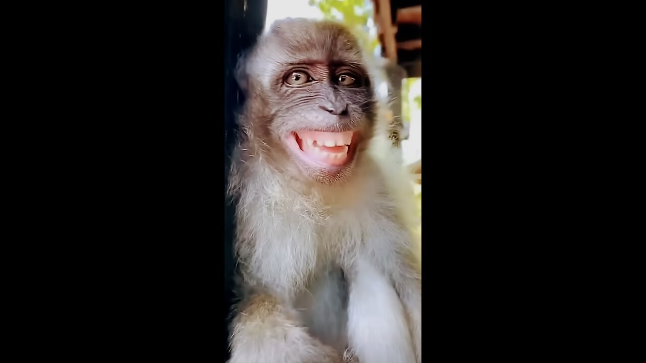 Monkey 🐒🐒 funny video