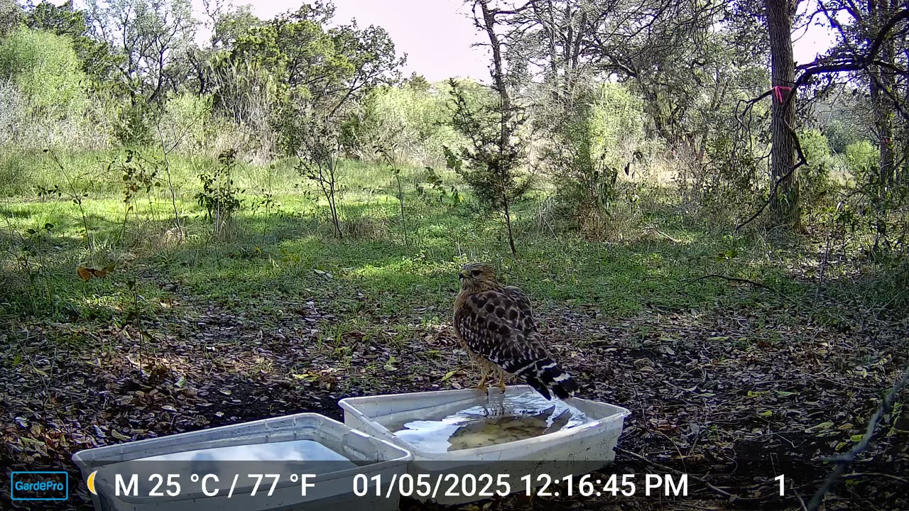 Hawk Bath 2