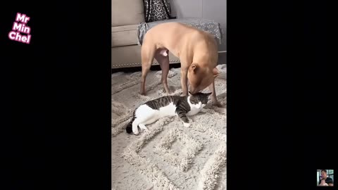 Funny Animal Expressions