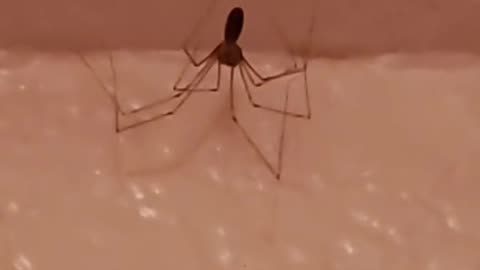 Spider thought about pain.