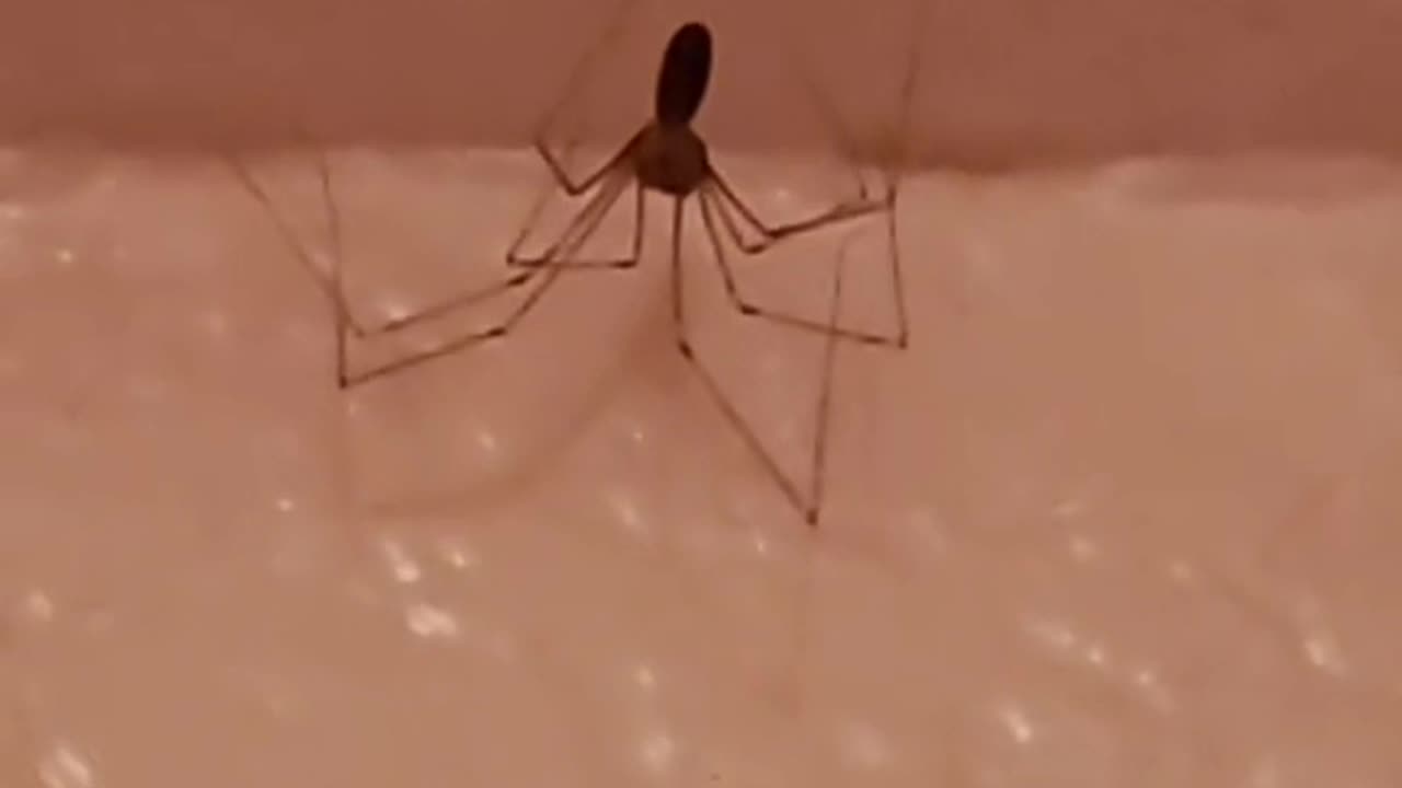 Spider thought about pain.