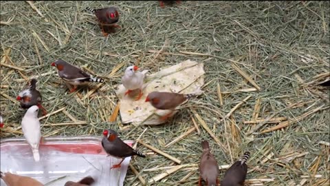 Finches in the aviary