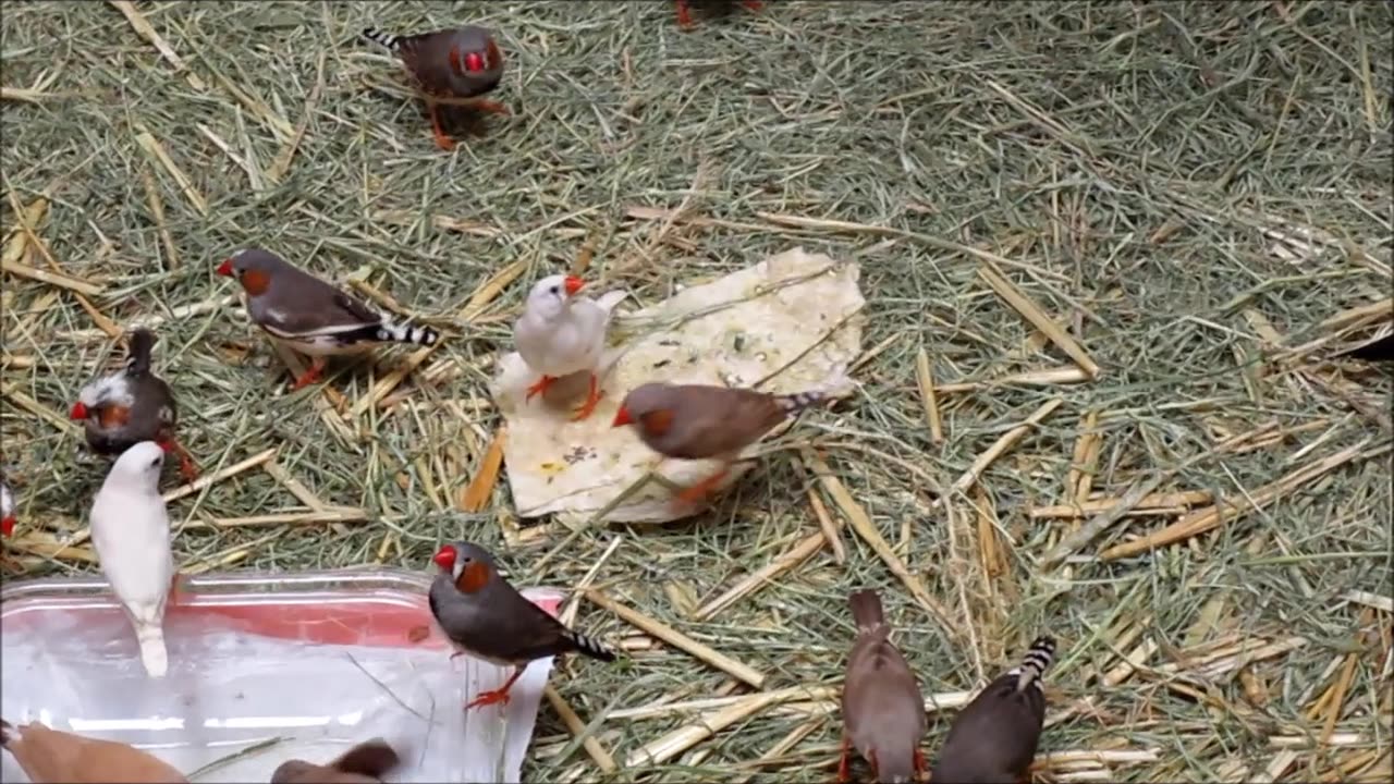 Finches in the aviary