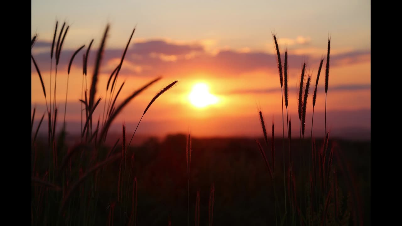 Sunrise Over Grasslands | 8 Hours of Crickets and Small Creatures for Sleep, Relaxation & Meditation