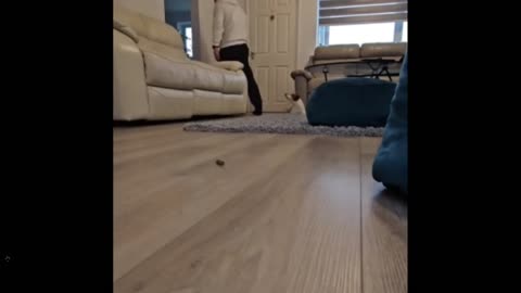 Watch this little dog impress.... funny huh