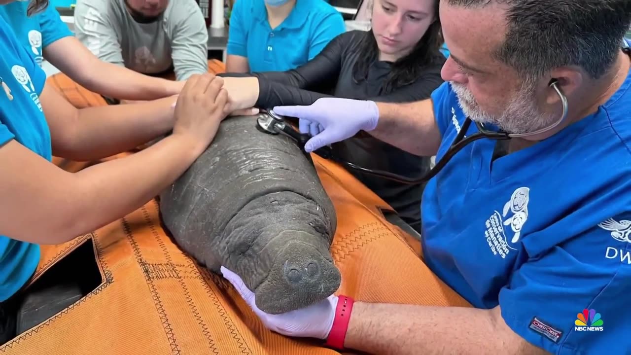 Manatees brought back to health released into the wild