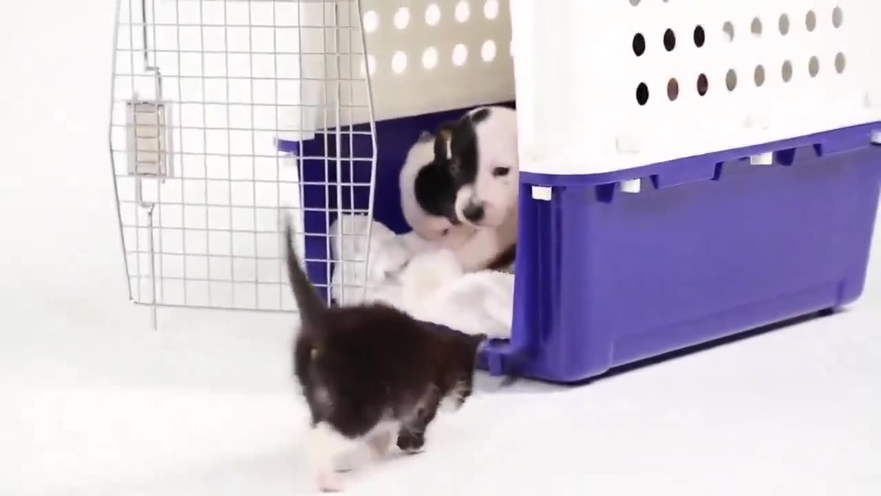 Puppies meeting kittens for the first time.. 😊