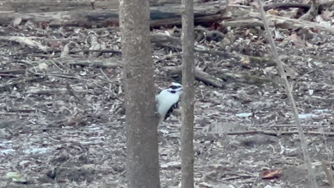 Woodpecker stops by for a peanut