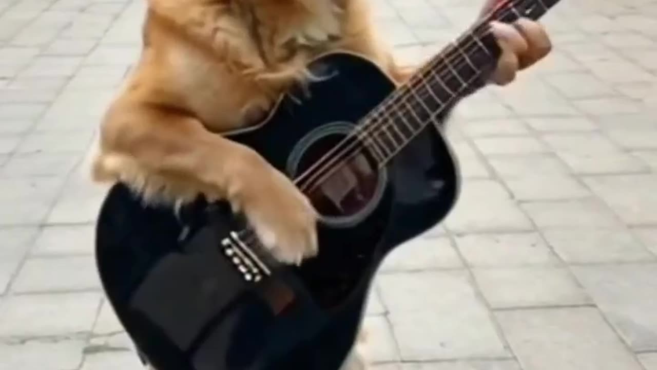 πΈπ Rockstar Dog & Mechanic Cat! Most Random Duo Ever!