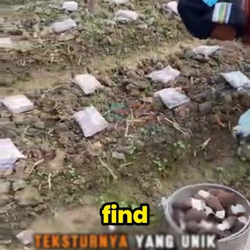 This Mushroom Costs a Fortune! Here’s Why!