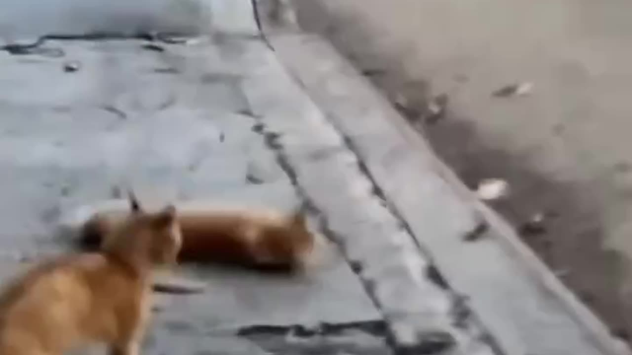 W.W.E Cats🐈