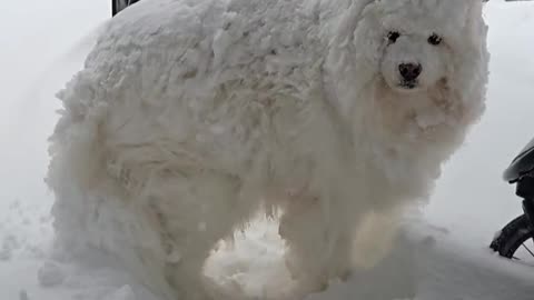 Samoyed Covered In Thick Coat Of Snow