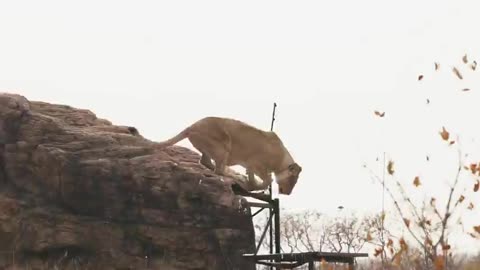 My Friendship with LIONS Made My Life Better