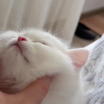 Daily Chronicles of My Adorable Cat