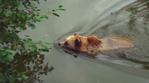 Grizzly searching food
