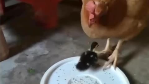 Chick skills