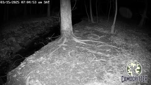 CamoCritter Critter Cam Live Stream