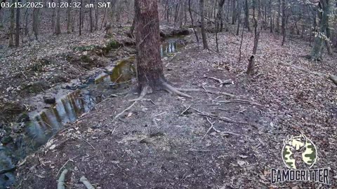 CamoCritter Critter Cam Live Stream