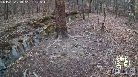 CamoCritter Critter Cam Live Stream