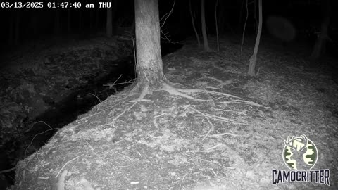 CamoCritter Critter Cam Live Stream