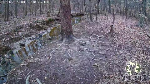 CamoCritter Critter Cam Live Stream